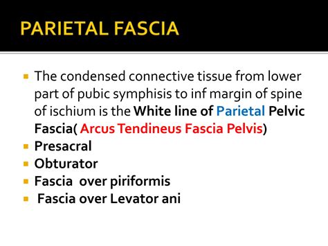 Pelvic Fascia And Pelvic Diaphragmggfcpptx