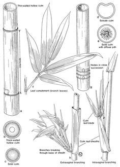 Bamboo Anatomy - Anatomy Reading Source