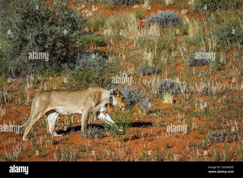 Lion With Tracking Collar Hi Res Stock Photography And Images Alamy