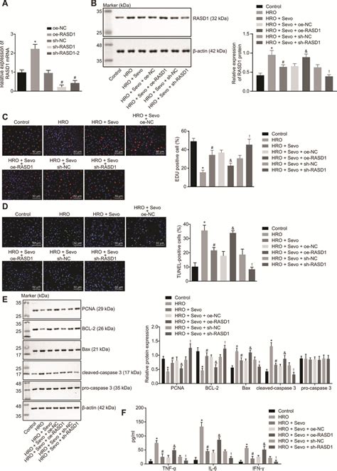 Sevoflurane Treatment Suppresses Rasd Expression To Impede