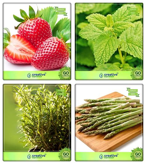 Creative Farmer Combo Seeds Herbs Alpine Strawberry Lemon Balm Rosemary Asparagus Herb Seeds