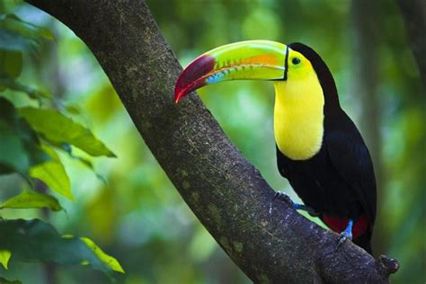 Undeniably Interesting Facts About the Colorful Toucan - Bird Eden