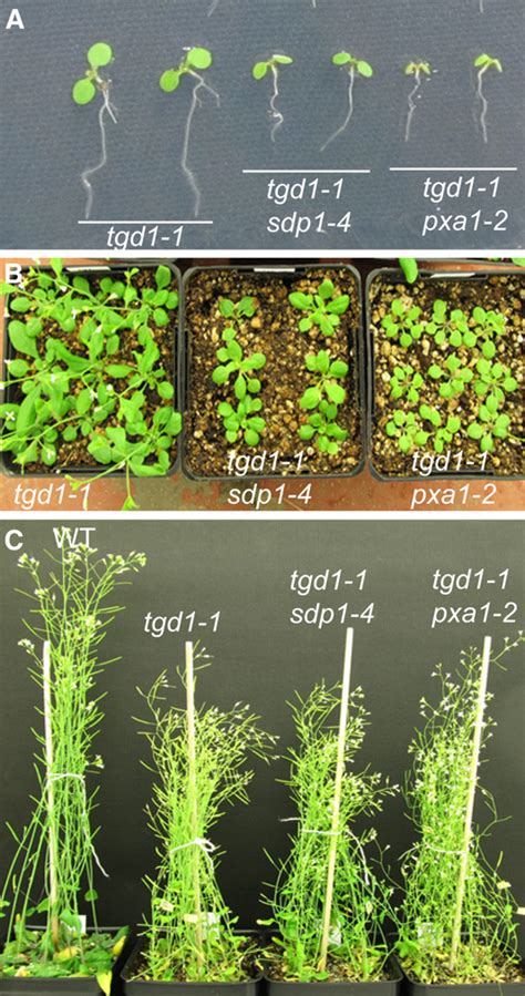 Disruption of SDP1 or PXA1 Affects Growth and Development of tgd1-1 ... 