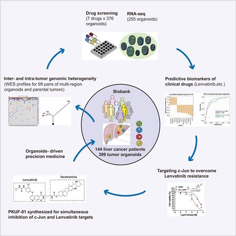 肝癌治疗的药敏分子分型和耐药新机制获揭示新闻科学网