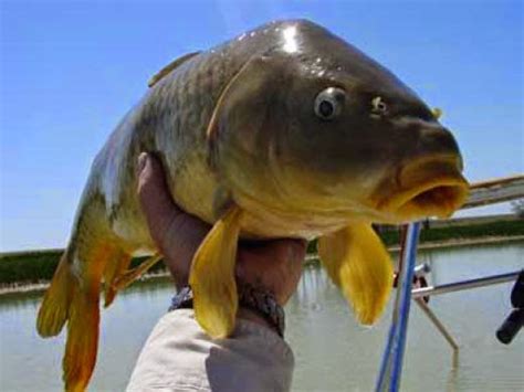 Umpan Mancing Ikan Mas Bondon Yang Ampuh Digunakan Resep Umpan Ikan