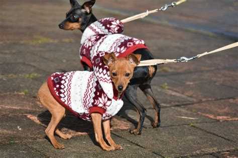 Los Problemas De Salud M S Comunes En Los Pinscher Miniatura Con