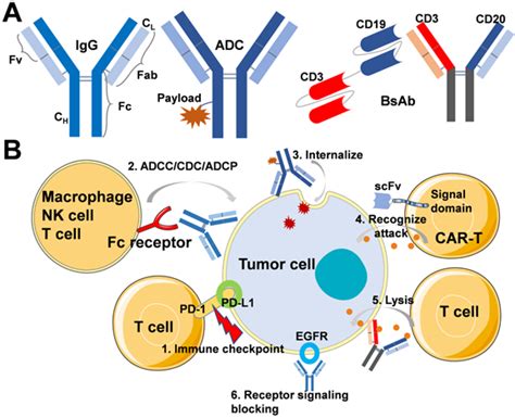 Antibody Based Drug Delivery Systems For Cancer Therapy Mechanisms