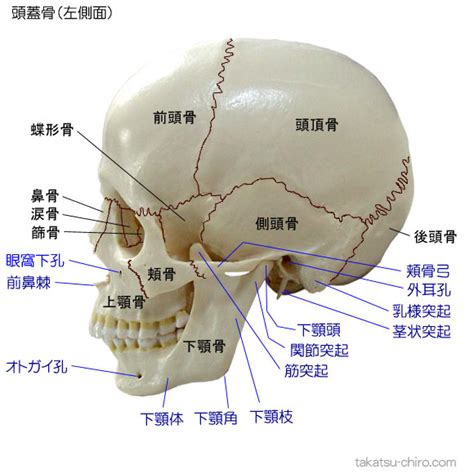 頬骨前頭突起