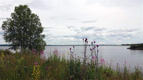 Lake In Summer On The Wilderness Road In Vasterbotten Sweden Stock