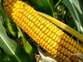 States Hit Hardest With Mexico Gm Corn Ban In Place Brownfield Ag News