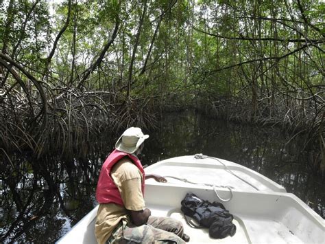 Mangroves Protect Communities From Storms Half Are At Risk Of Collapse