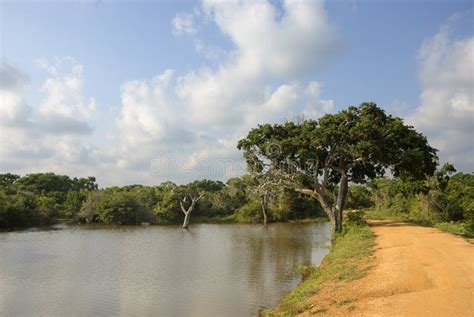 Wildlife Panorama Stock Photo Image Of Landscape Destinations 28430870