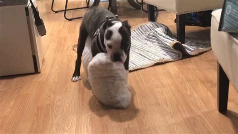 Pillow Humping How To