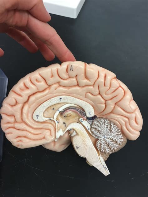 Sagittal Section Diagram Quizlet