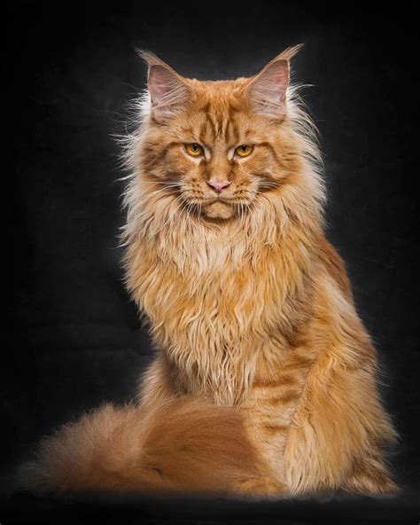 The Ginger Maine Coon Maine Coon Expert