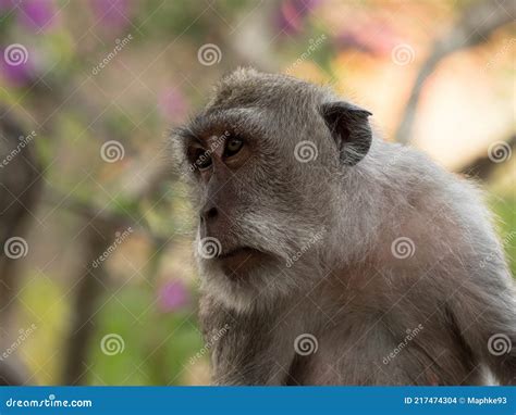 Closeup Portrait Of A Crab Eating Long Tailed Macaque Macaca