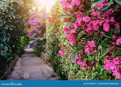 Alley Along The Red Flowers Stock Image Image Of Branch Bloom 227269651