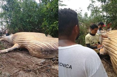 Bangkai Ikan Paus Ditemukan Terdampar Di Tengah Hutan Amazon