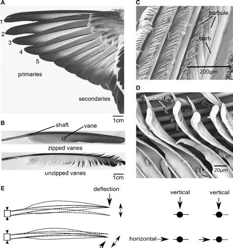 Morphology Of The Primary Flight Feathers A Wing Of The Pigeon With