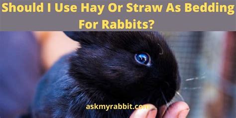 Should I Use Hay Or Straw As Bedding For Rabbits?