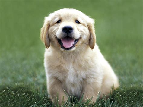 √√ Cute Golden Retriever Puppies Hawaii Usa Buy Puppy In Your Area