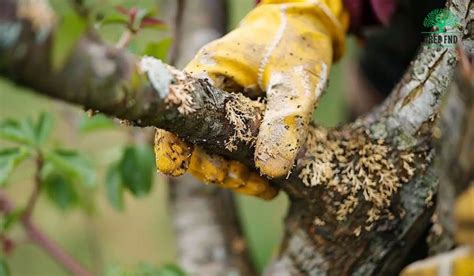 Tree Disease Identification A Certified Arborists Guide