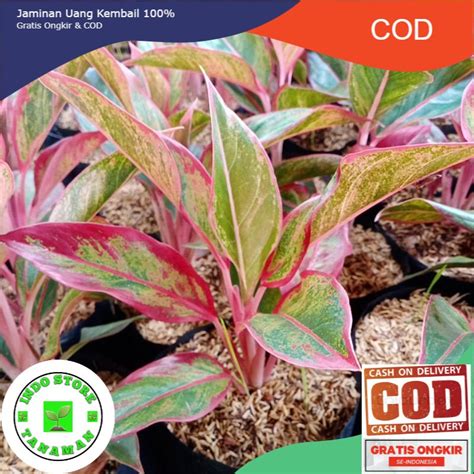 Jual Tanaman Hias Aglonema Lipstik Aglaonema Siam Aurora COD