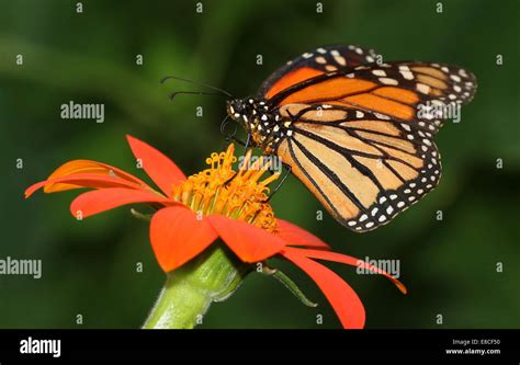 Monarch Butterfly Mariposa Monarca Danaus Plexippus Hi Res Stock