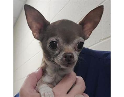 Asheville Nc Chihuahua Meet Yogi A Pet For Adoption