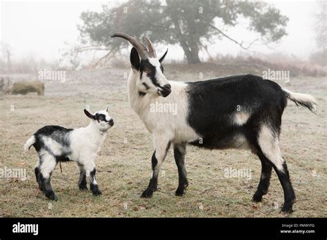 Mother And Baby Goat On Farm Stock Photo Alamy