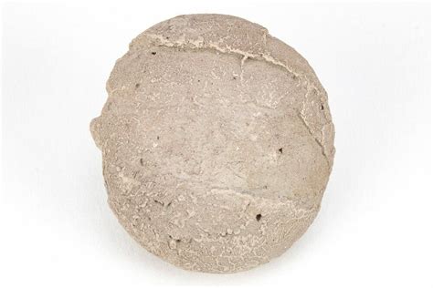 1.2" Oligocene Aged Fossil Turtle Egg - Wyoming (#208353) For Sale - FossilEra.com