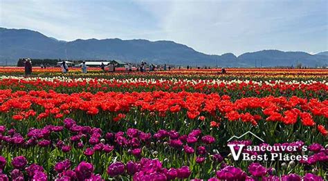 Tulip Festival in Abbotsford | Vancouver's Best Places