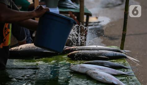 Jelang Perayaan Imlek Penjualan Ikan Bandeng Alami Lonjakan Foto