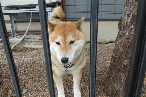 犬が飼い主の帰宅時に吠える理由とは？ 3つの心理とやめさせる方法を解説 わんちゃんホンポ