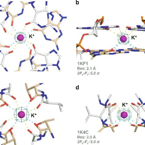 Pdf Sodium And Potassium Interactions With Nucleic Acids