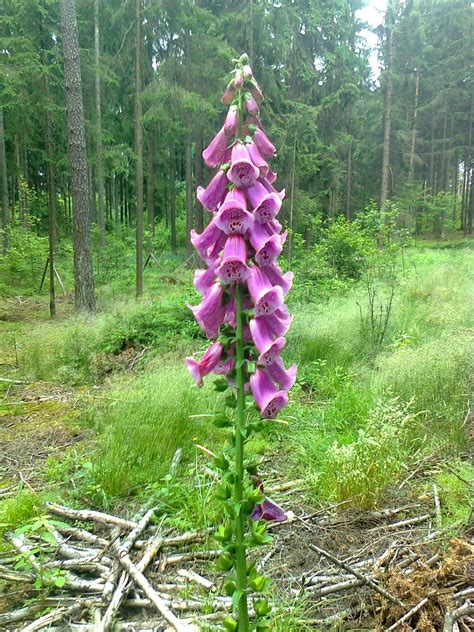 Der rote Fingerhut - wunderschön, mitten im Wald, aber Vorsicht ...