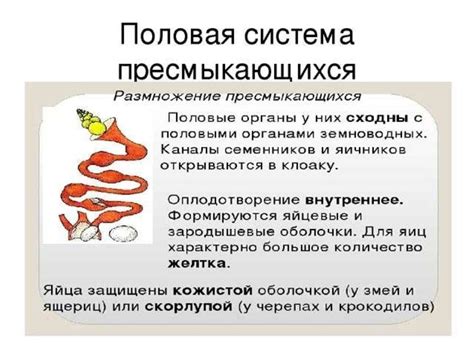 Внутреннее строение пресмыкающихся - презентация онлайн