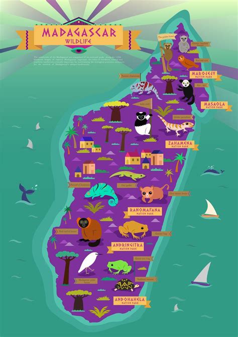 Madagascar Wildlife Madagascar Travel Madagascar Travel Infographic