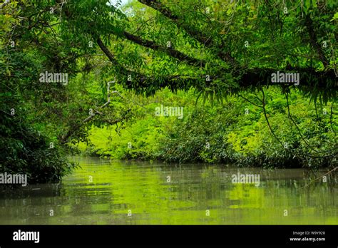 Sundarbans The Largest Mangrove Forest In The World Bangladesh Stock