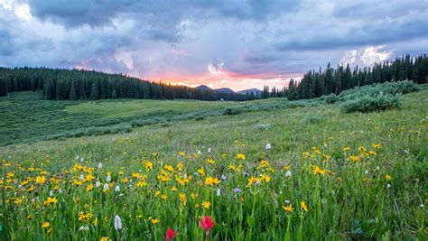 Nc Mountains Top Spring Wildflower Hikes