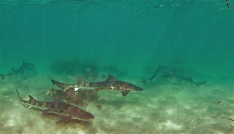 Sea Wonder: Leopard Shark | National Marine Sanctuary Foundation