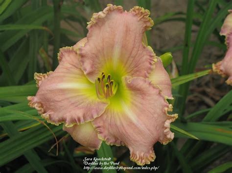 Photo Of The Bloom Of Daylily Hemerocallis Magic Lake Posted By Joy