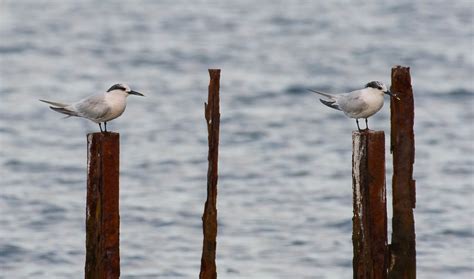 Sandwich Terns Sandwich Terns At Pennington Marshes Hamp