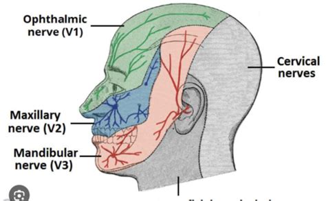 DXM Exam 2 Rubrics Neuro Male GU Flashcards Quizlet