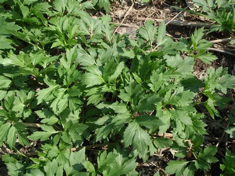 Lafayette report: Sochan