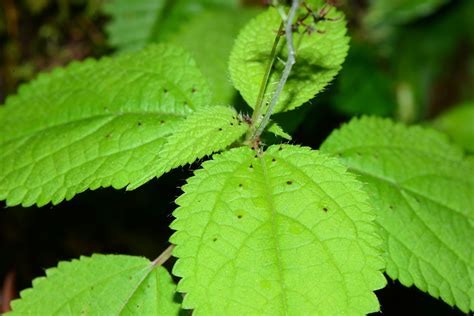 Laportea bulbifera - PictureThis