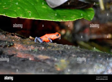 A Strawberry Poison Dart Frog Nicknamed Blue Jeans Frog Spotted In