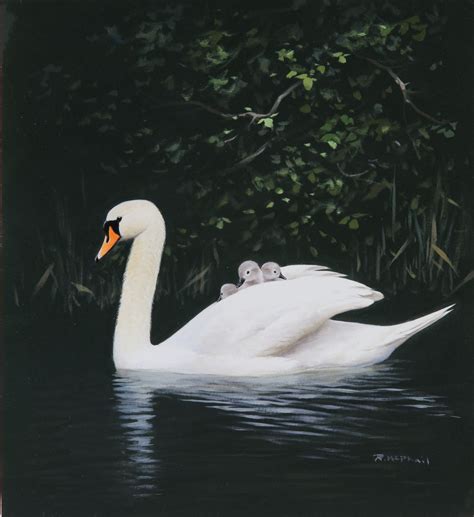 Rodger Mcphail Swan And Cygnets Rountree Tryon