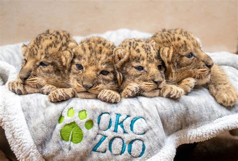 African Lion Cubs With Mother