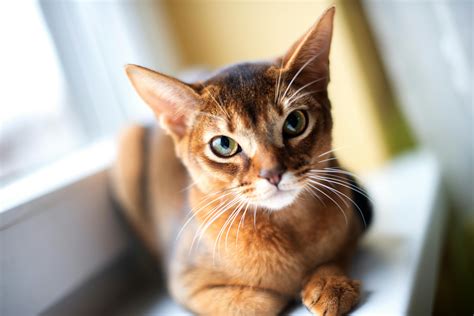 Абиссинская кошка: характер | Royal Canin